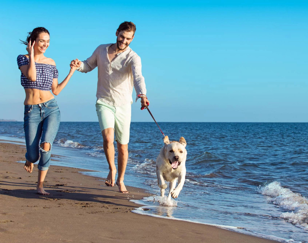media.pet-hotel_134297321