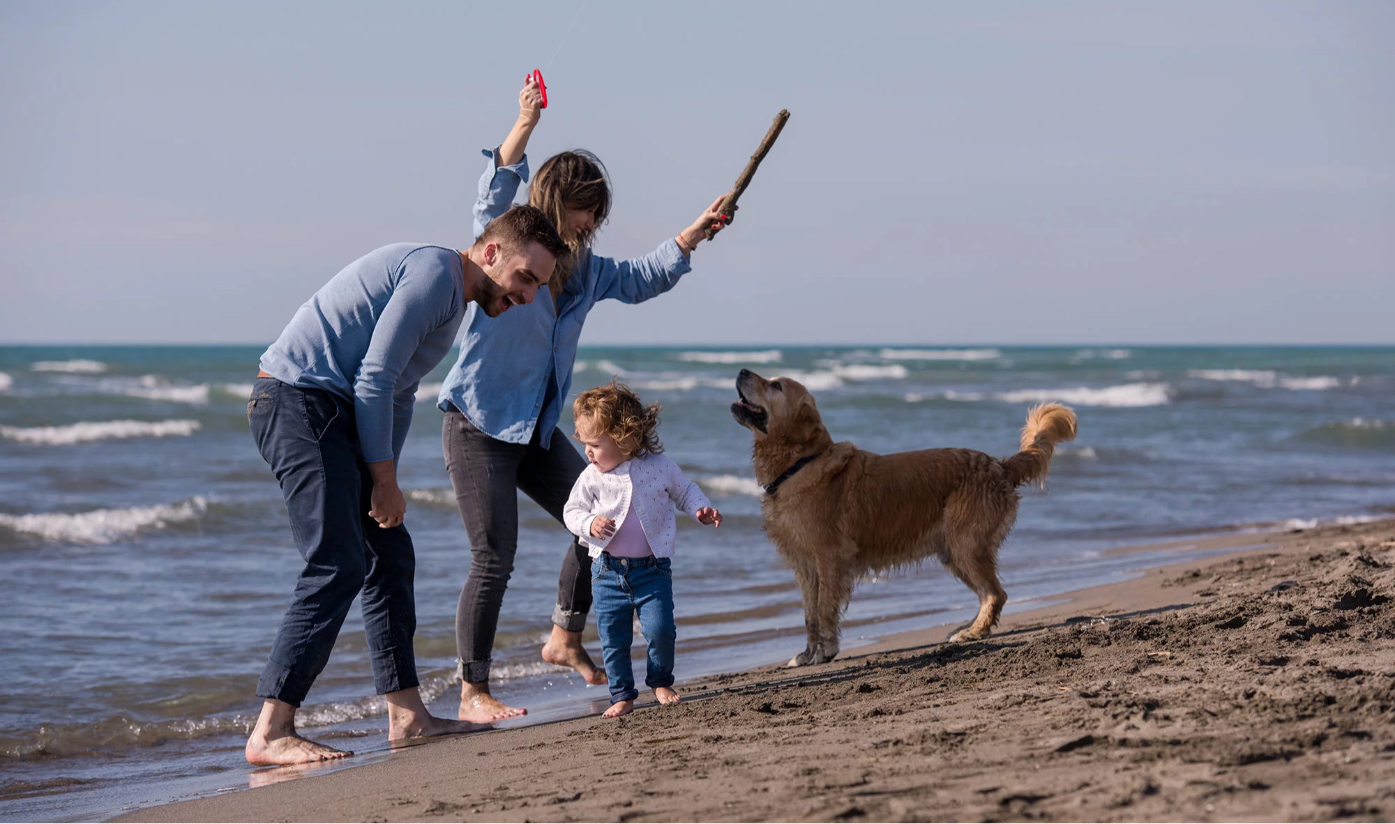 media.pet-hotel_219359359